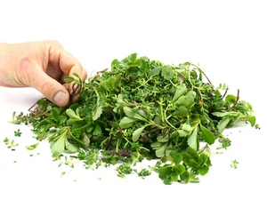 1 kg Sedumsprossen Mischung für 10-15 m² extensive Dachbegrünung Sedum Gründach - Bild 1 von 8