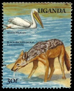 UGANDA 690m - Black-backed Jackal "Canis mesomelas" (pb64013) - Picture 1 of 1