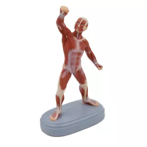 21cm/8.3"Muscle man Medical Mini Desktop Full Body Human Anatomy Model - Picture 1 of 6
