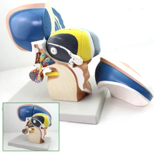 3:1 diencephalon telencephalon thalamus neurology Medical Brain Anatomical Model - Picture 1 of 12