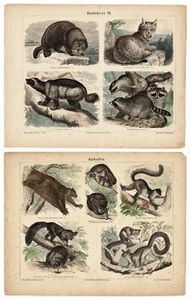 2 Antique Tinted Engravings Prosimians and Predators 1880 - Picture 1 of 5