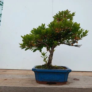 Azalea Bonsai Tree in 18cm ceramic Pot - Picture 1 of 1
