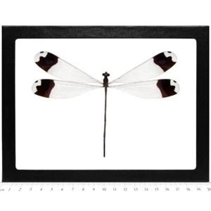 Megaloprepus caerulatus clear black dragonfly damselfly Central America FRAMED - Picture 1 of 1