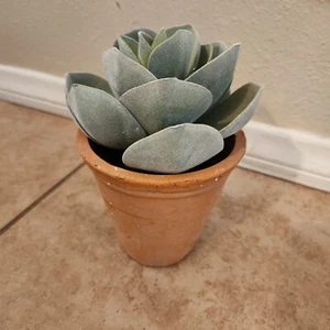 NEW Pottery Barn Rose potted Faux Succulent - Picture 1 of 5
