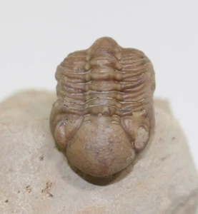Trilobit, Kainops raymondi, Devon, Formazione Haragan, Oklahoma, USA -f614 - Foto 1 di 11