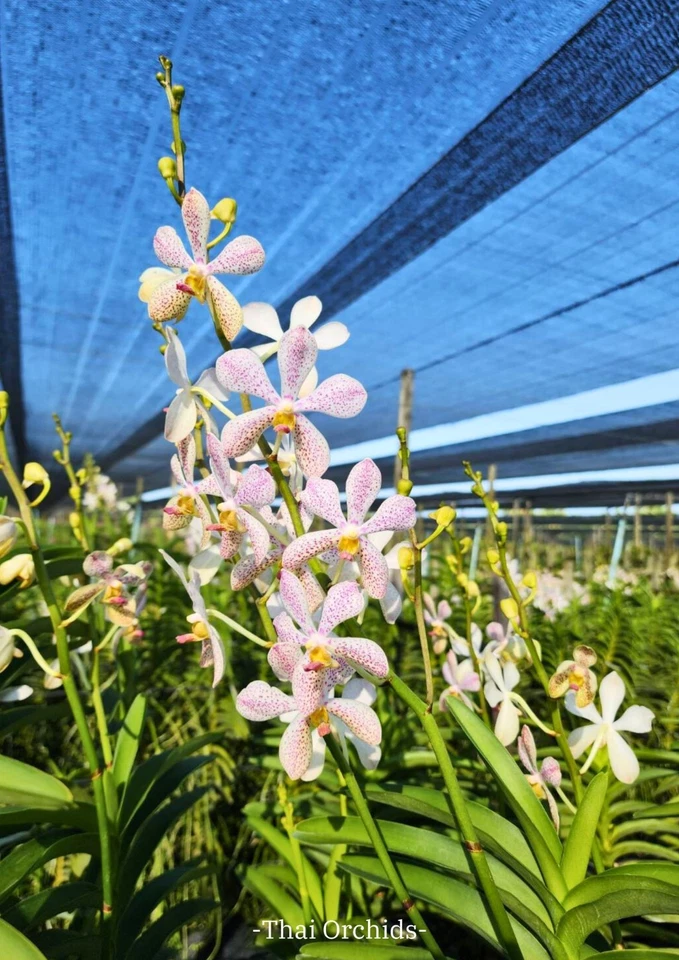3 Ramas Mokara Christin Blanco ORCHIDACEAE Punto Blanco Color Púrpura Foto 1 de 4