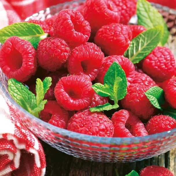 RUBINO - rare honey raspberry 3x mini plant - Image 1 of 1