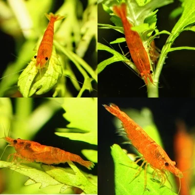 10+2 Camarones Naranja Sunkist - Acuario Neocaridina de Agua Dulce 100% Garantía Viva Foto 1 de 4