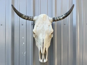 STEER SKULL 23 1/4 Inch WIDE Horns BULL HORN MOUNTED COW HEAD - Picture 1 of 3