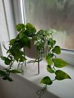 Next home decor Artificial ivy Trailing Plant In White ceramic Pot and Stand