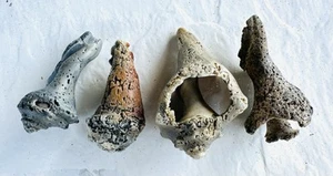 Set of 4 Fossilized Whelk Shells likely of the Busycon genus North Atlantic Area - Picture 1 of 14
