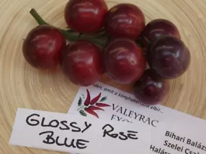 Glossy Rose Blue Tomato - 5+ seeds - Heirloom - GORGEOUS! P 021 - Picture 1 of 2