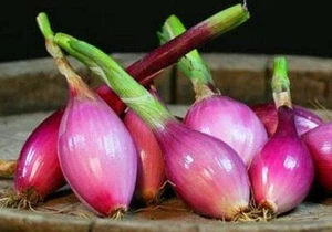 RED TORPEDO ONION SEEDS NON-GMO very flavorful ez to grow ITALIAN HEIRLOOM  - Picture 1 of 8