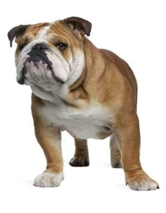 PÓSTER BULLDOG FOTO BANNER Inglés Británico Arrugado Musculoso Grueso 4606 - Imagen 1 de 1