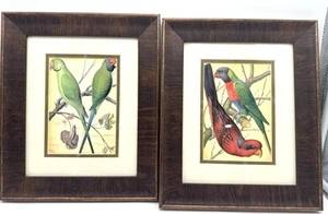 2 Vintage W. RUTLEDGE Bird Prints, Cassells Parrots III IV Framed - Picture 1 of 11