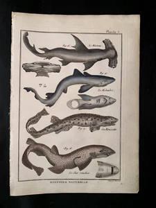BONNATERRE - HAIE - PL.6 - FOLIO ORIGINAL HC FISCHDRUCK - GEDRUCKT 1788 - Bild 1 von 1
