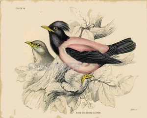 Rose farbiger Pastor Vintage Illustration Fine Art Giclée hochauflösender 8 x 10 Druck - Bild 1 von 2