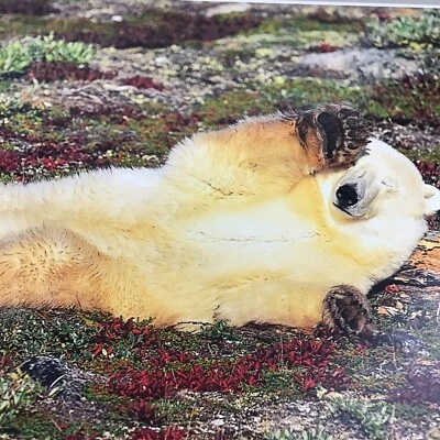 Naptime On The Tundra By Thomas D Mangelsen  Wildlife Photography Card VTG 1992 - Imagem 1 de 4
