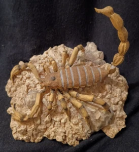 SKORPION FIGUR 41/4 IN LANG 3 IN GROSS - Bild 1 von 16