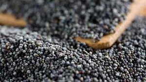 Queens Poppy UK Pharm Seeds.P.Som - Picture 1 of 5