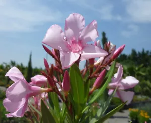 3 Oleander Stecklinge - Villa Romaine - frosthart - Bild 1 von 3