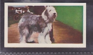 ANTIGUO PERRO PASTOR INGLÉS - 60 + Años Tarjeta de Comercio Inglesa # 40 - Imagen 1 de 2