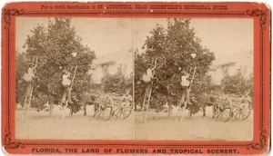 USA.U.S.USA.Florida.Florida.Am Indian River,Orangen pflücken.Stereo Foto - Bild 1 von 2