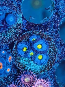 AOI Zoanthid frag 3+ polyps ZOA easy soft coral /Crazy Zoas/ - Picture 1 of 1