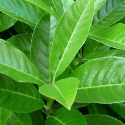 Lauroceraso "Prunus laurocerasus" pianta da siepe in vaso