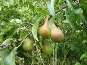 Wild Pear Pyrus communis 25 Seeds Lovely Tree With Superb Flowers & Fruit - Picture 1 of 2