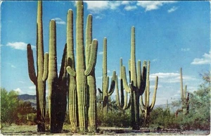 Riesige Kakteen Familie Gruppe von Saguaros Arizona Postkarte nicht verschickt - Bild 1 von 2