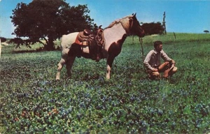 Postcard Cowboy Pinto Horse Blue Bonnet Field - Picture 1 of 2