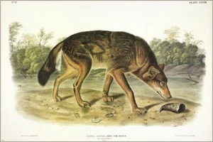 Red Texan Wolf by John James Audubon Vintage Illustration Art Poster 20x30 - Picture 1 of 1