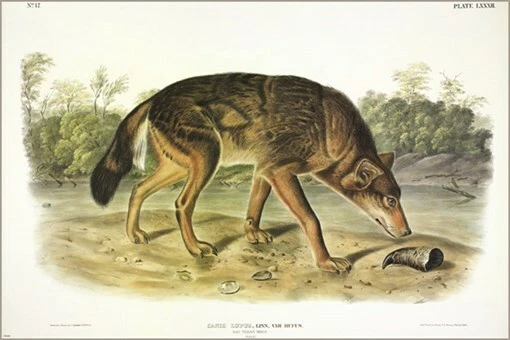 Póster artístico ilustración vintage Red Texan Wolf de John James Audubon 20x30 Foto 1 de 1