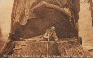 Postal Vintage Felling Redwood Tree SANTA CRUZ Big Tree Grove Logging c1910s - Imagen 1 de 2