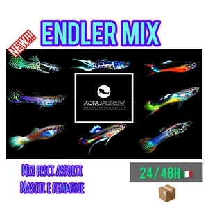✅NOVITÀ! MIX 10 Endler Premium MASCHI FEMMINE Poecilia Pesci Tropicali Acquario - Foto 1 di 5