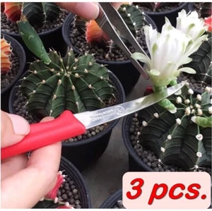 Coltello innesto cactus, innesto ceppo, taglio petali, impollinazione, coltello intaglio - Foto 1 di 8