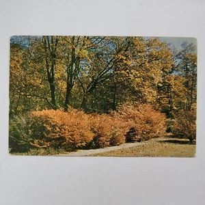 New York Botanical Garden Colorful Fall Foliage Autumn Vintage Chrome Postcard - Picture 1 of 6