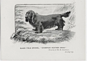 BLACK FIELD SPANIEL NAMED CHAMPION DOG LITTLE ANTIQUE 1896 DOG ART PRINT - Picture 1 of 1