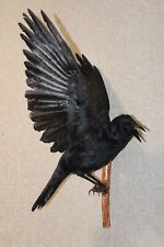 #0005 Taxidermy Stuffed Bird ROOK (Crow, corvus) Wall Mount