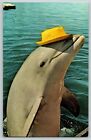Postcard Sandy, Dolphin in Hat Sea World Mission Bay San Diego Chrome Unposted