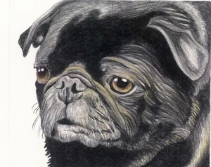 Black Pug Dog Drawing Limited Edition Print-Carla Smale - Picture 1 of 2