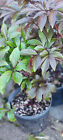 PAEONIA DELAVAYI 10-15CM PLANTS POTTED