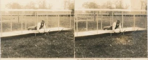 Air Transportation One of the Simplest forms of Gliders Man On Early Airplane - Picture 1 of 5