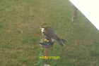Foto 12x8 Ansicht eines Falken, der auf seinem Barsch im Dampf und Apfelwein sitzt Fe c2015