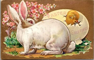 Postcard~Easter Greetings~Large White Bunny~Yellow Chick Hatching From Egg~c1910 - Picture 1 of 2