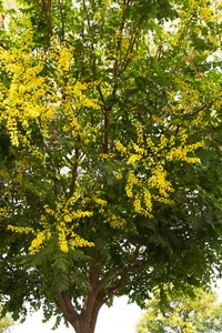 Golden Rain Tree Koelreuteria paniculata 25 Seed - Picture 1 of 3