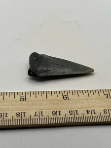 2” Mako Fossil Shark Tooth from Aurora NC V19 - Picture 1 of 4