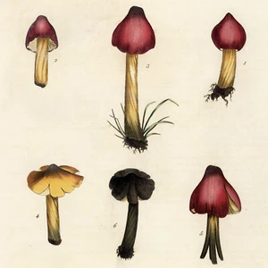 RARE 1777 CURTIS FLORA LONDINENSIS Hand-Color Folio Engraving AGARICUS MUSHROOM - Picture 1 of 6
