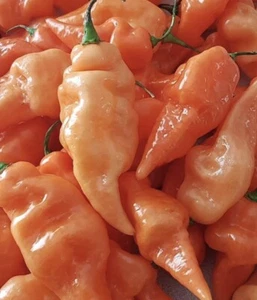 Habanada Pepper Seeds | Organic - Picture 1 of 2